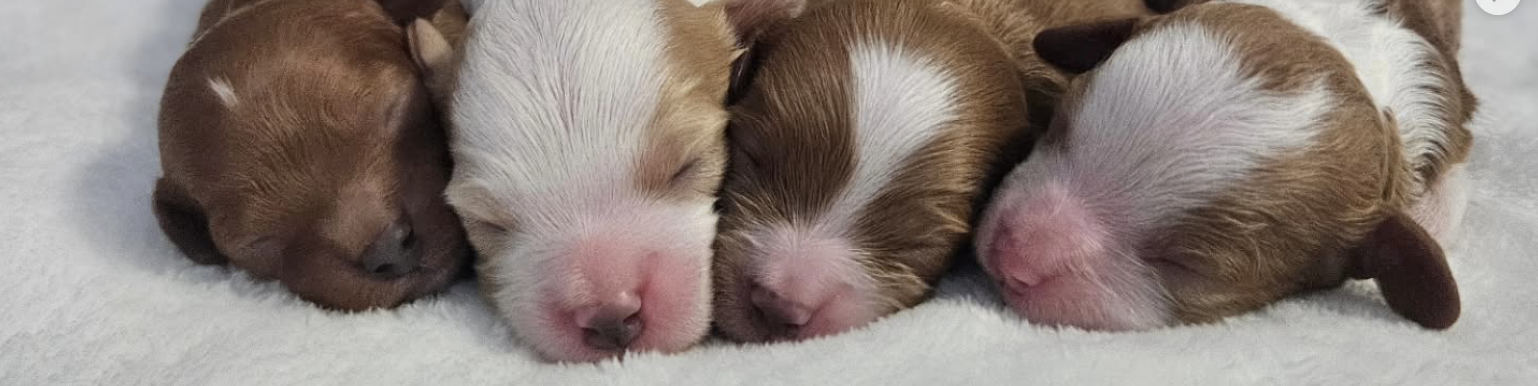 Lucky Doodle Pups breeding standards