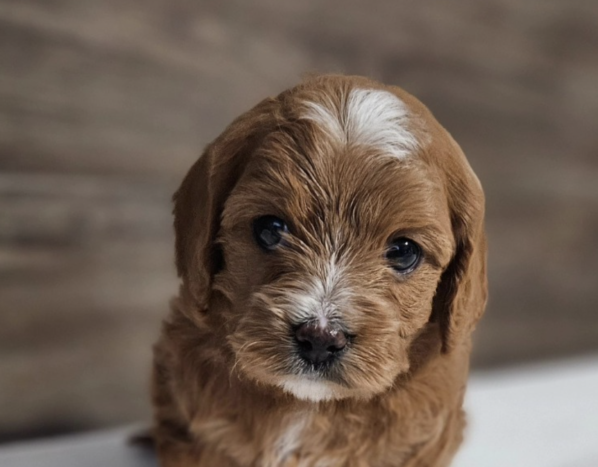 Lucky Doodle Pups Cavapoo puppies