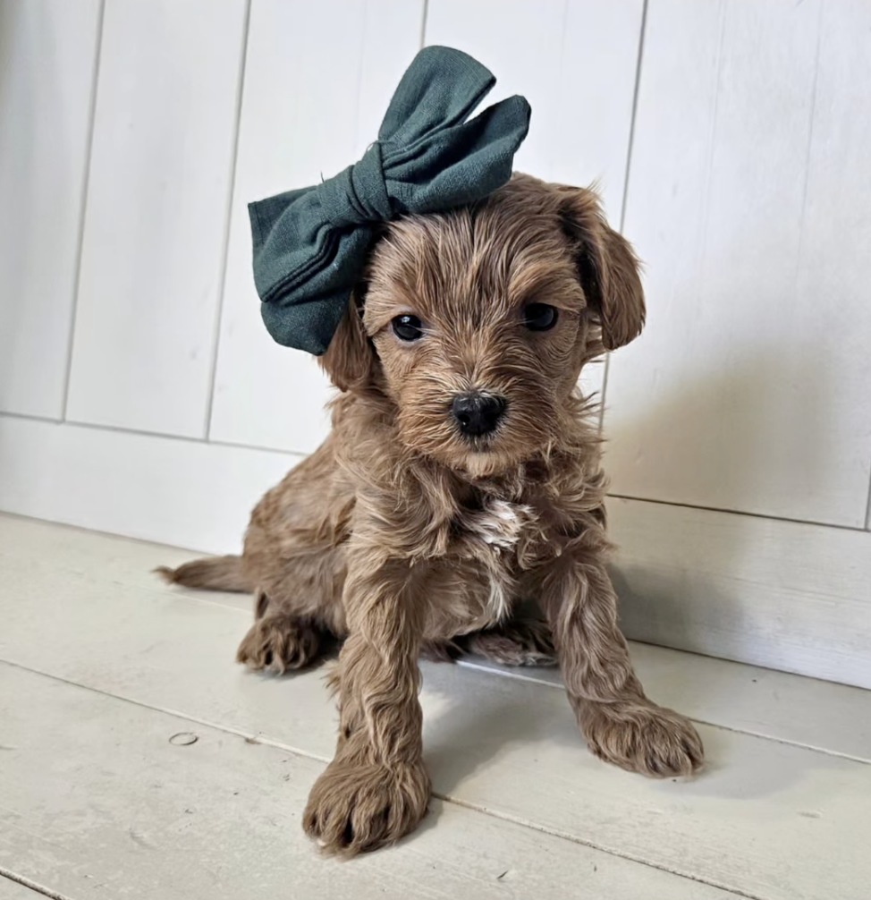 Lucky Doodle Pups Cavapoo 5