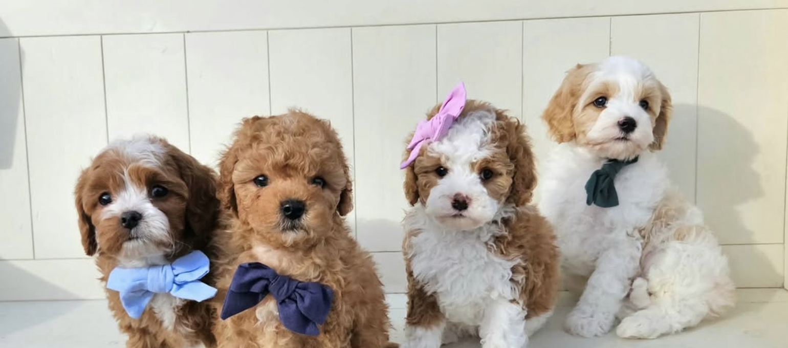 Cavapoo puppies