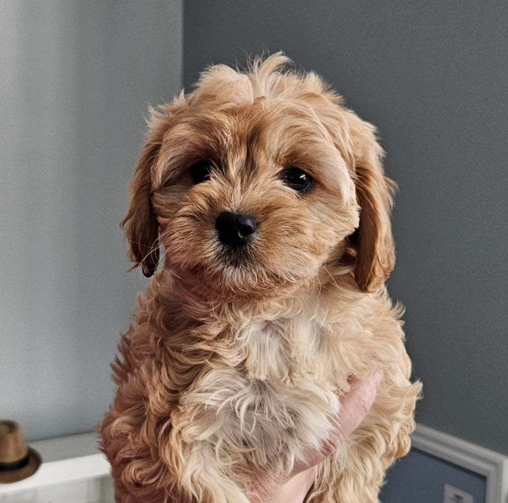 A Lucky Doodle Pups Cavapoo puppy