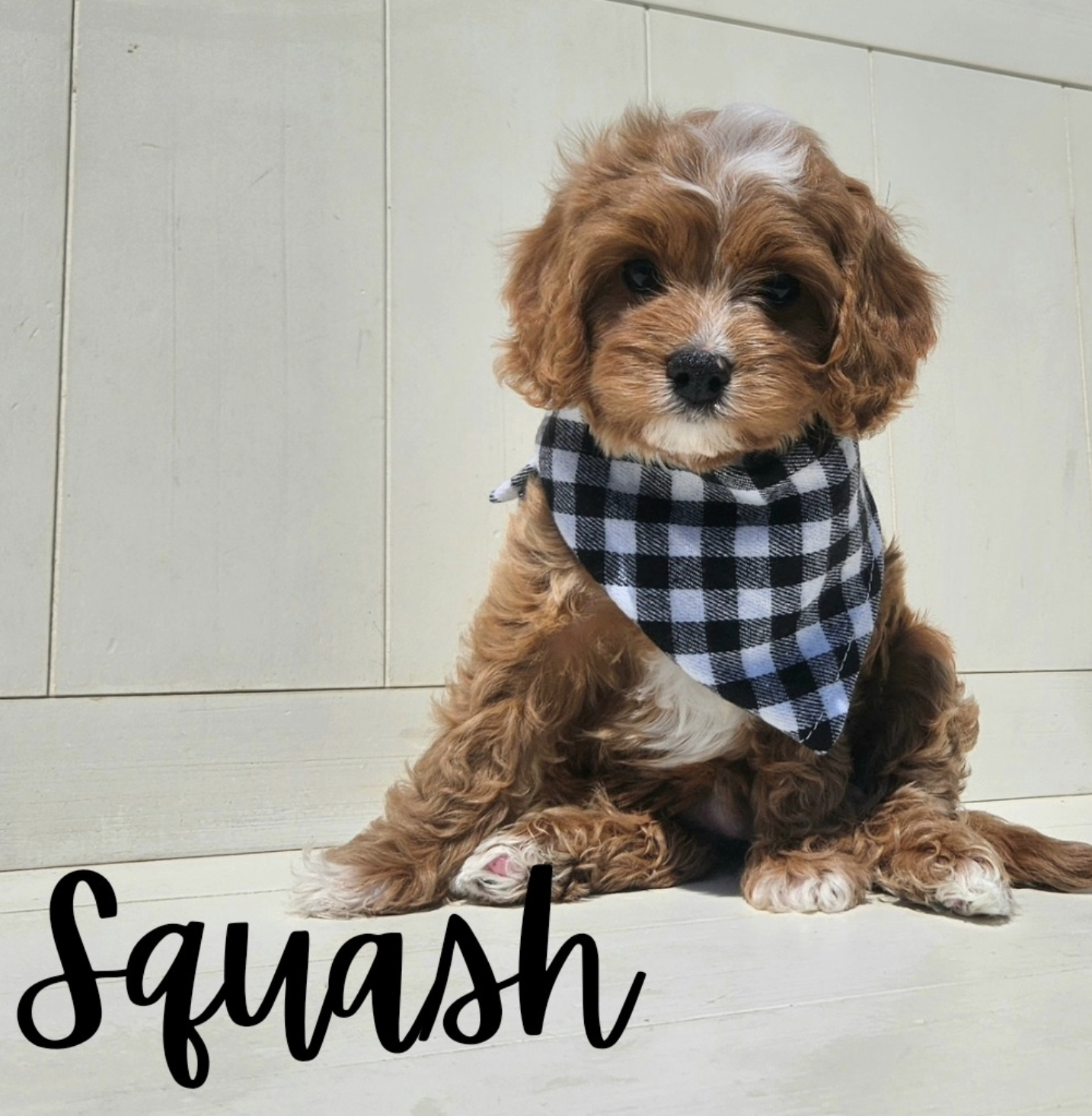 Lucky Doodle Pups Cavapoo 7