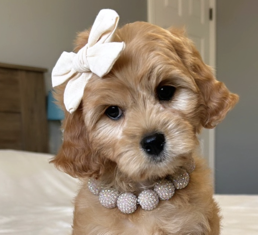 Lucky Doodle Pups Cavapoo 8