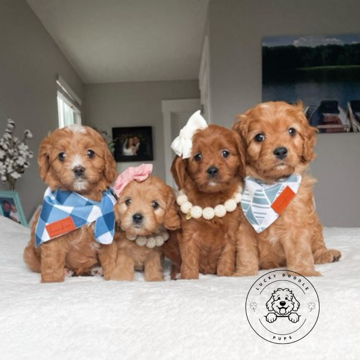 Goldendoodle puppies