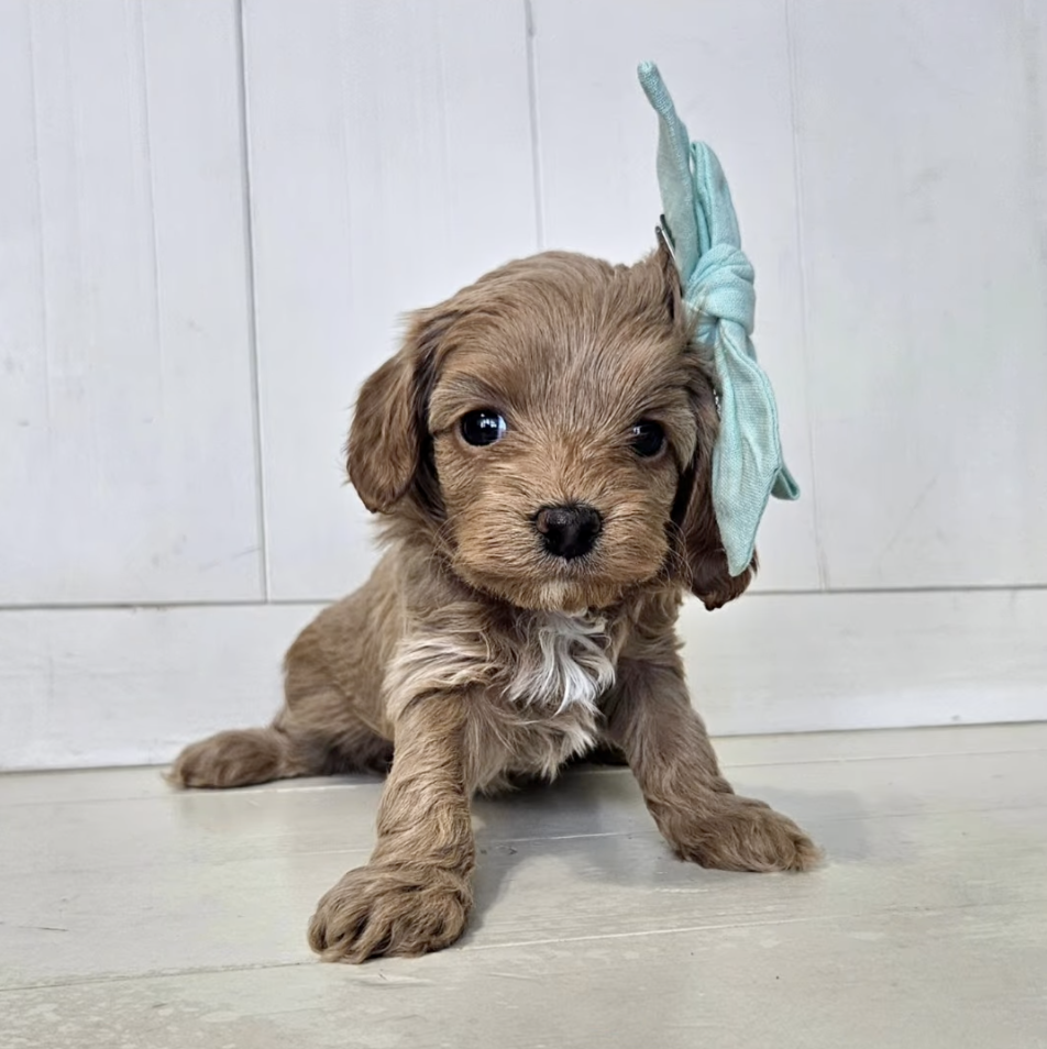 Lucky Doodle Pups Cavapoo 3