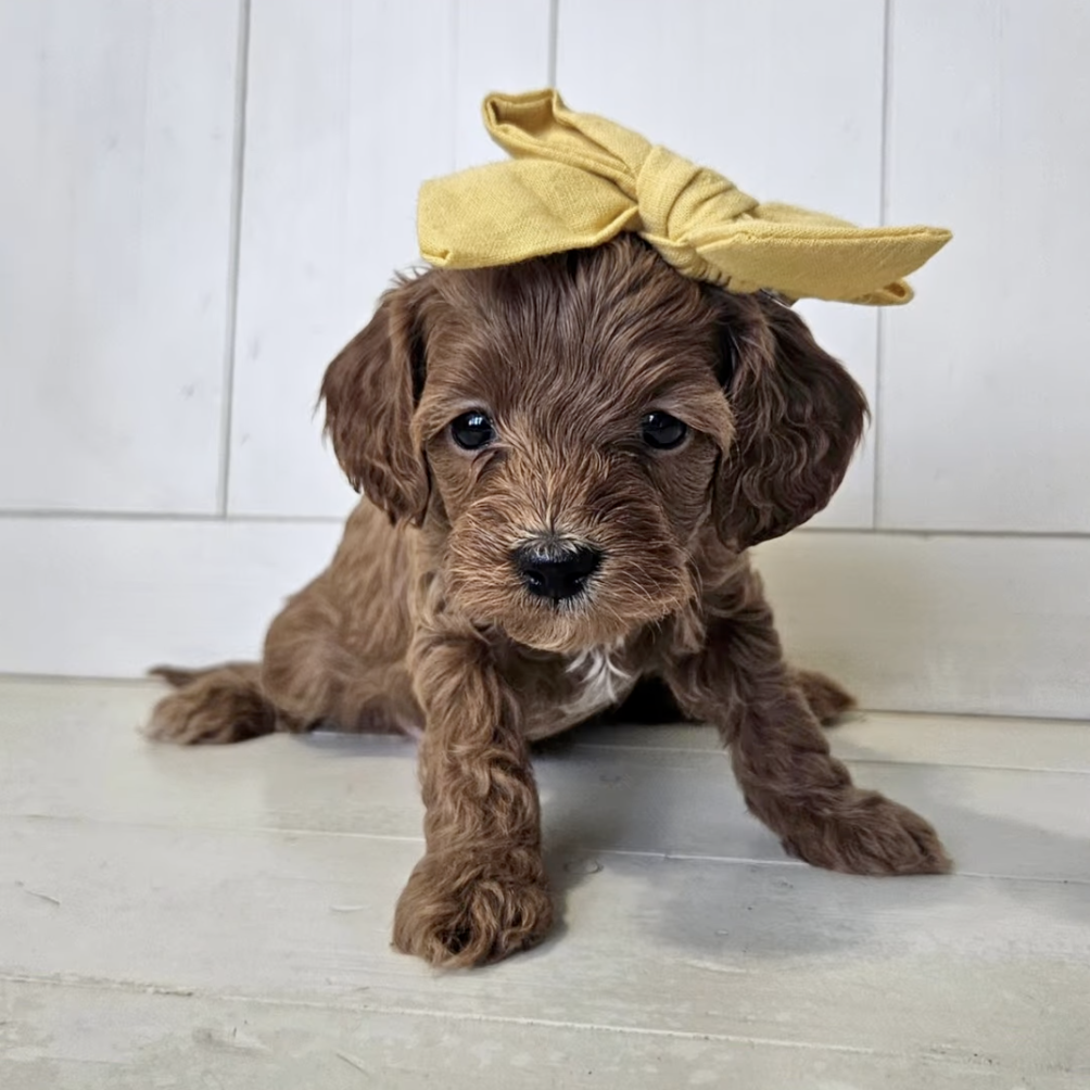 Lucky Doodle Pups Cavapoo 4