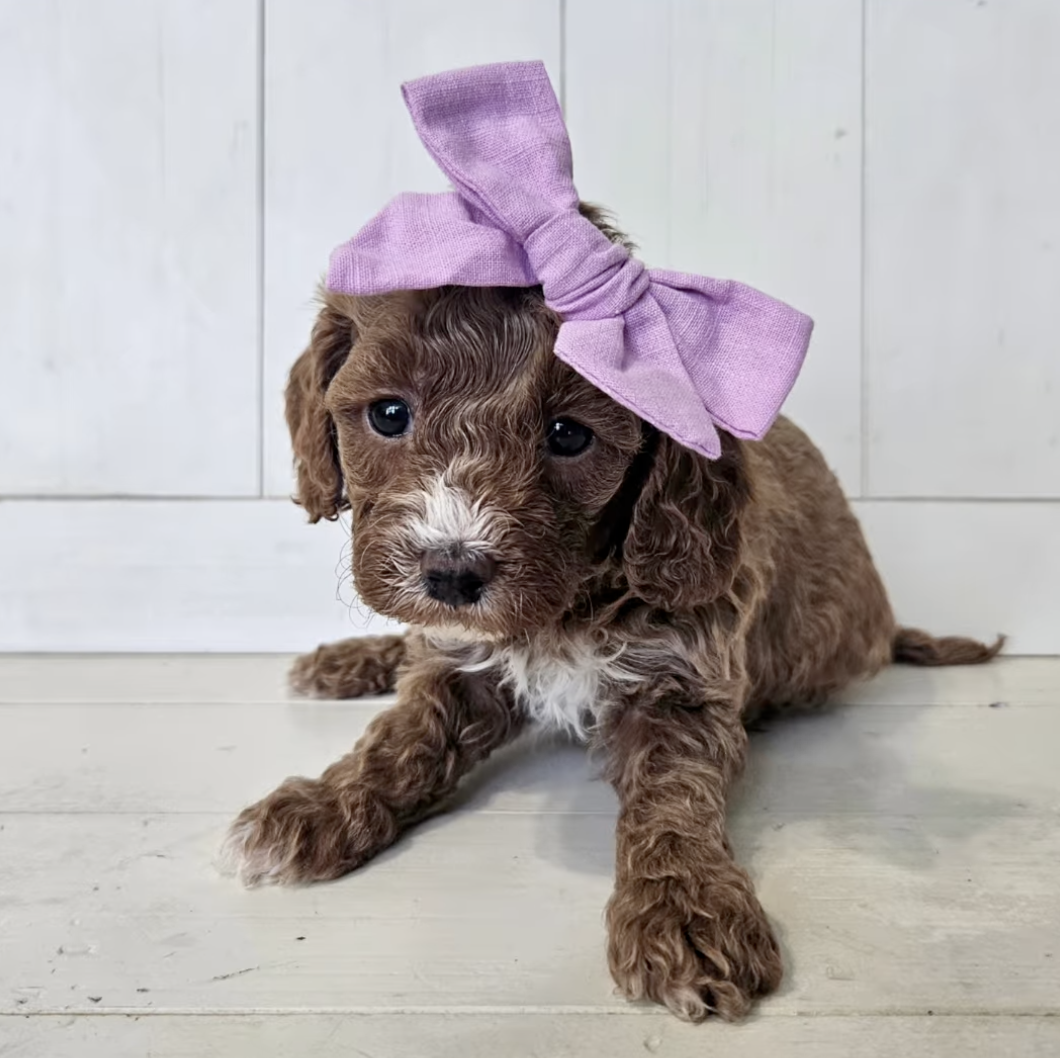 Lucky Doodle Pups Cavapoo 1
