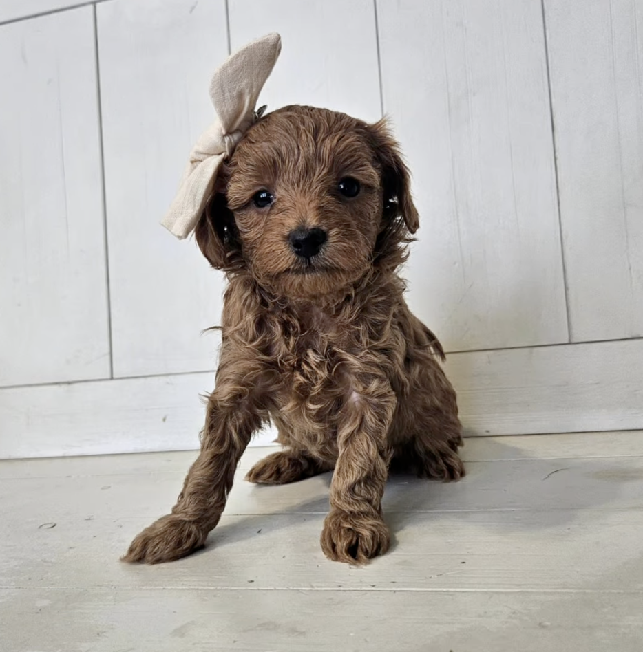 Lucky Doodle Pups Cavapoo 2