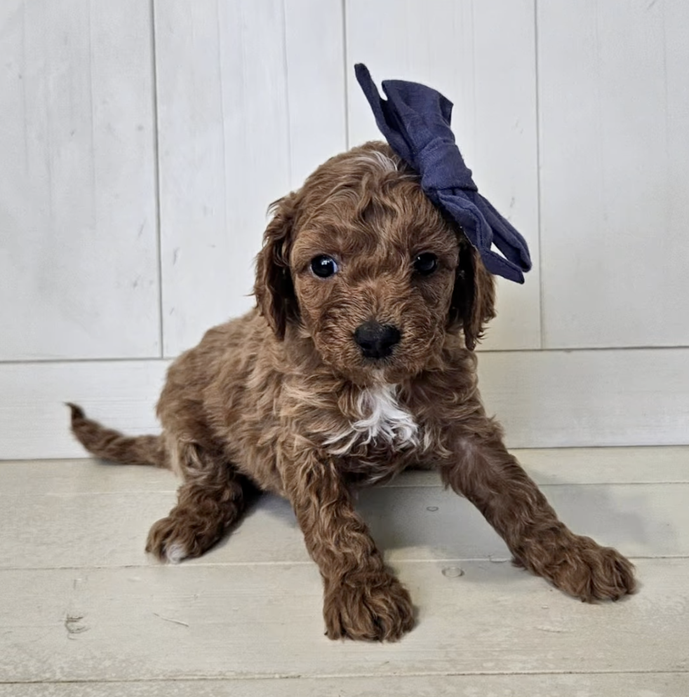 Lucky Doodle Pups Cavapoo 6